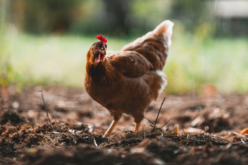  Hybridhühner Eierlegen Produktivität