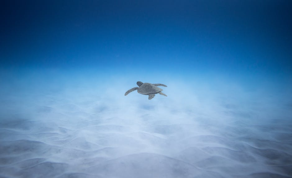  Meeresschildkröteneierlegen