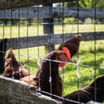 Sussex Hühner: Wann legen sie Eier?