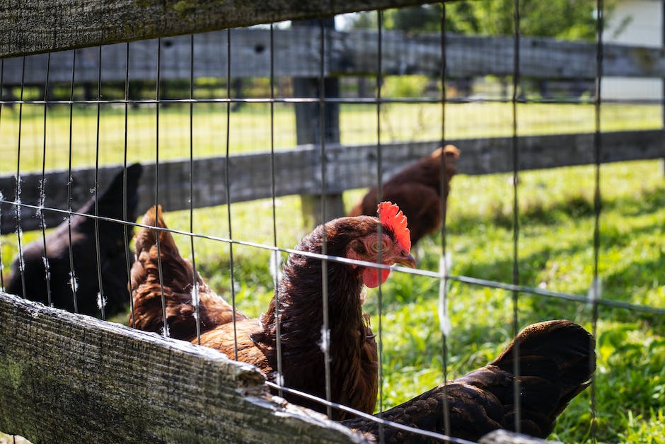 Sussex Hühner: Wann legen sie Eier?