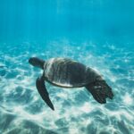 Wann legen Wasserschildkröten Eier? - SEO-Optimierung