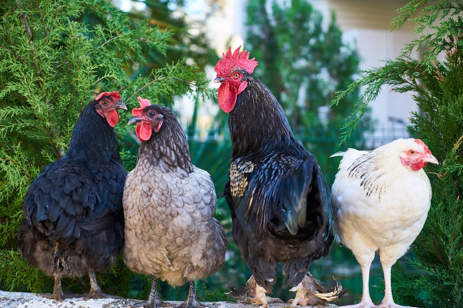  Warum fressen Hühner ihre eigenen Eier - Erfahren Sie mehr
