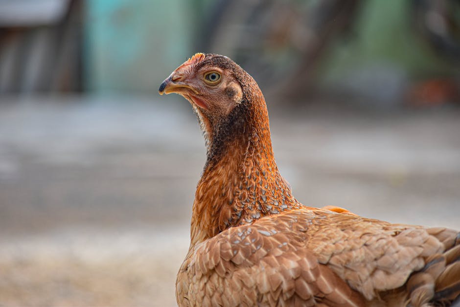  Warum Hühner keine Eier legen erklärt
