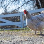Warum Hühner keine Eier legen Erklärung