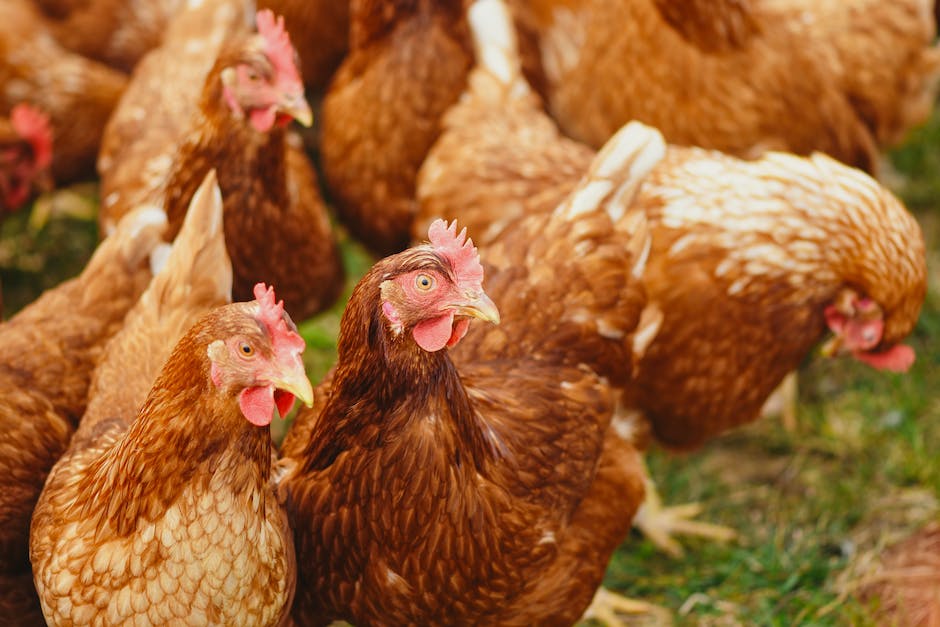  Warum legen Hennen Eier? - Erschaffen einer einzigartigen Nahrungsquelle durch den Eierlegungsprozess