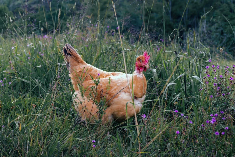 Warum legen Hühner Eier ohne den Einfluss eines Hahns?