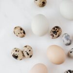 warum legen Hühner jeden Tag Eier?