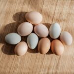 Hühner legen viele Eier zur Fortpflanzung
