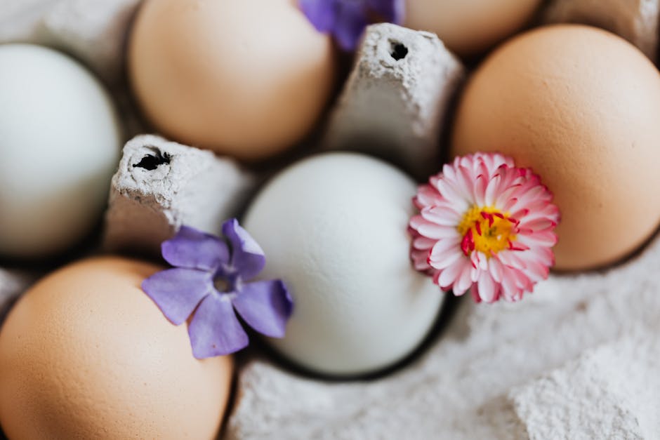 Hühner legen täglich Eier - Warum?