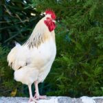 Warum legen Hühner weiße und braune Eier - Bilddarstellung