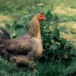 Warum legen manche Hühner braune Eier? Erfahren Sie mehr über die Gründe.