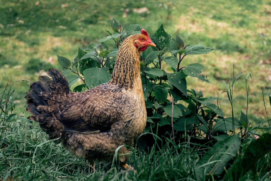 Warum legen manche Hühner braune Eier? Erfahren Sie mehr über die Gründe.