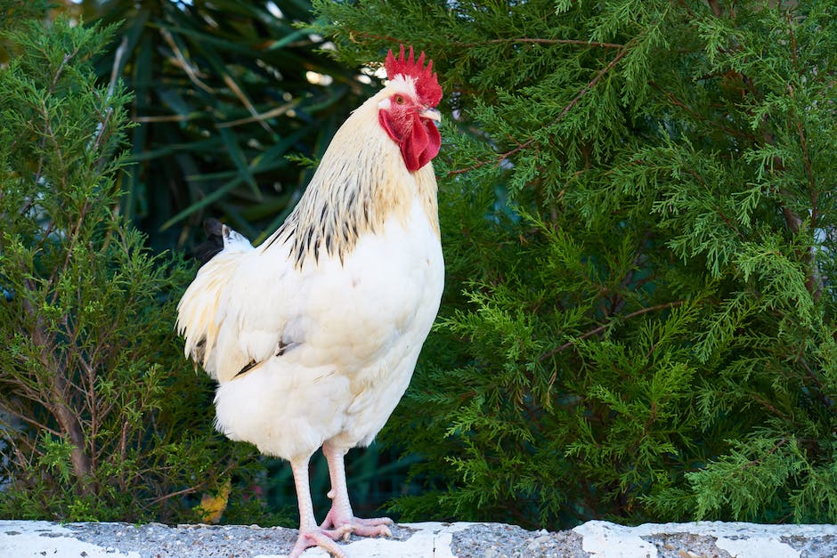  Warum legen Hühner so viele Eier?
