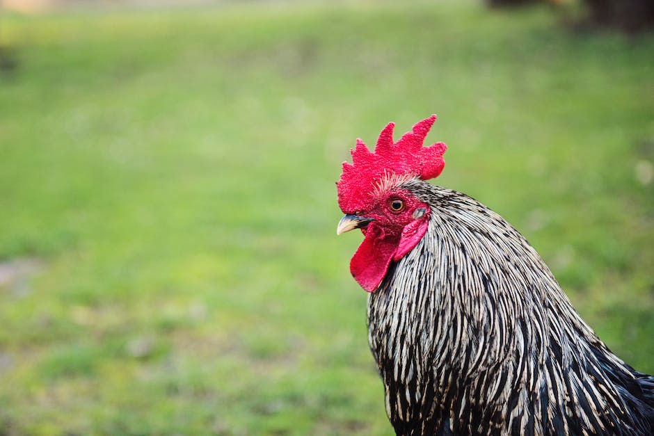 Länge der Eierlagerzeit von Sussex Hühnern
