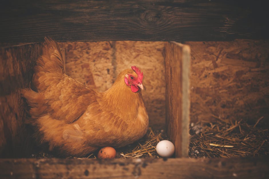  Bild von Hühnern, die Eier legen