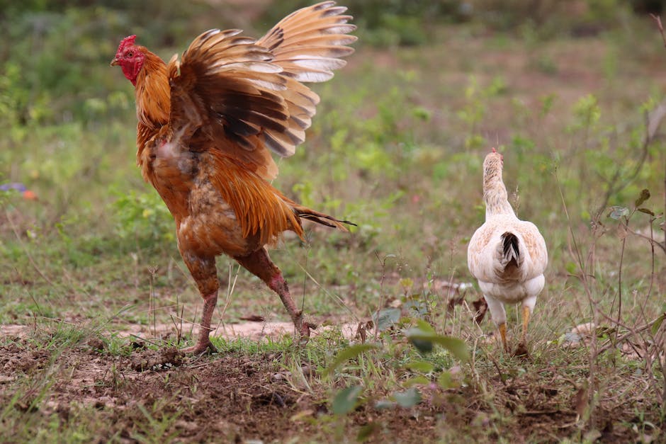 Hühner erhöhen ihre Eierproduktion durch Veränderungen in ihrer Ernährung
