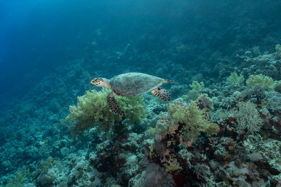  Meeresschildkröten Eierlegen Frequenz