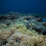 Meeresschildkröten Eierlegungshäufigkeit