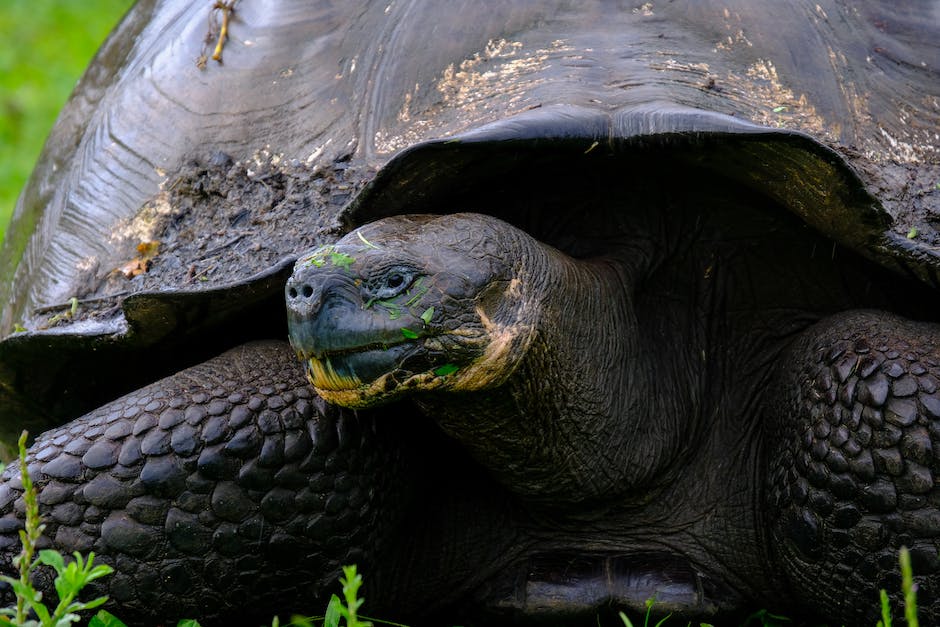  Schildkröteneier: wie oft werden sie gelegt?