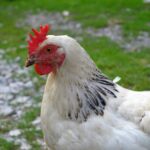 Eierausbrütung von Hühnern