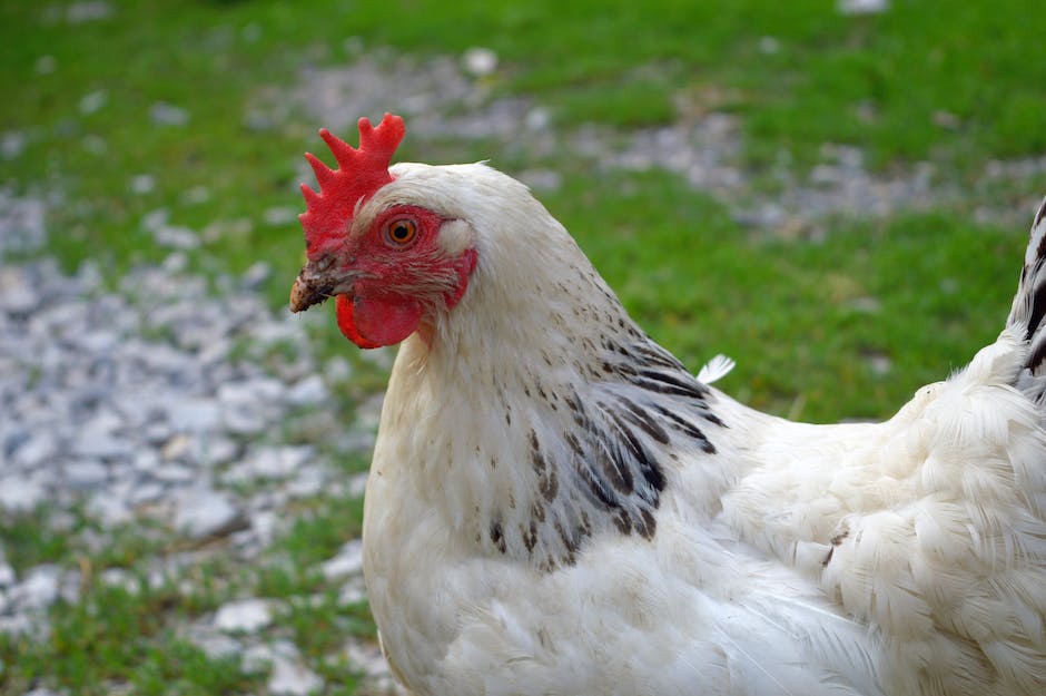 Eierausbrütung von Hühnern