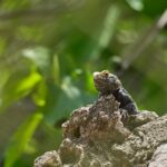 Geckos Eier Legen Zahlen