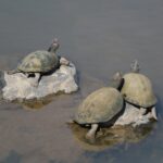 Anzahl Eier von Griechischen Landschildkröten