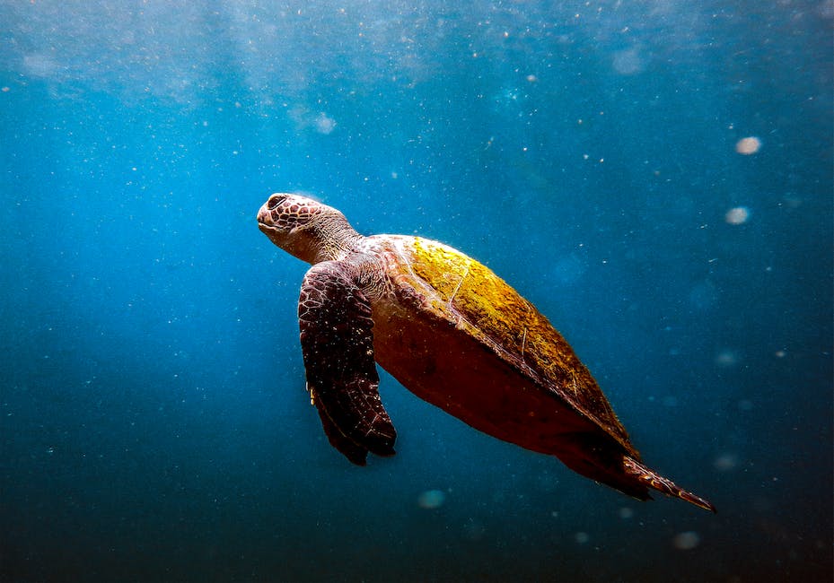 Meeresschildkröteneierlegung