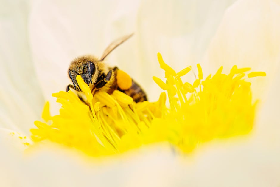  Bienenkönigin legt Eier-Statistik