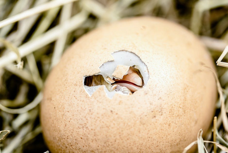  Wie viele Eier legt ein Hecht: Informationen & Fakten