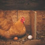 Strauß: Eierlegen