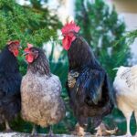 "Hühner-Eierlegung: Warum legen Hühner so viele Eier?"
