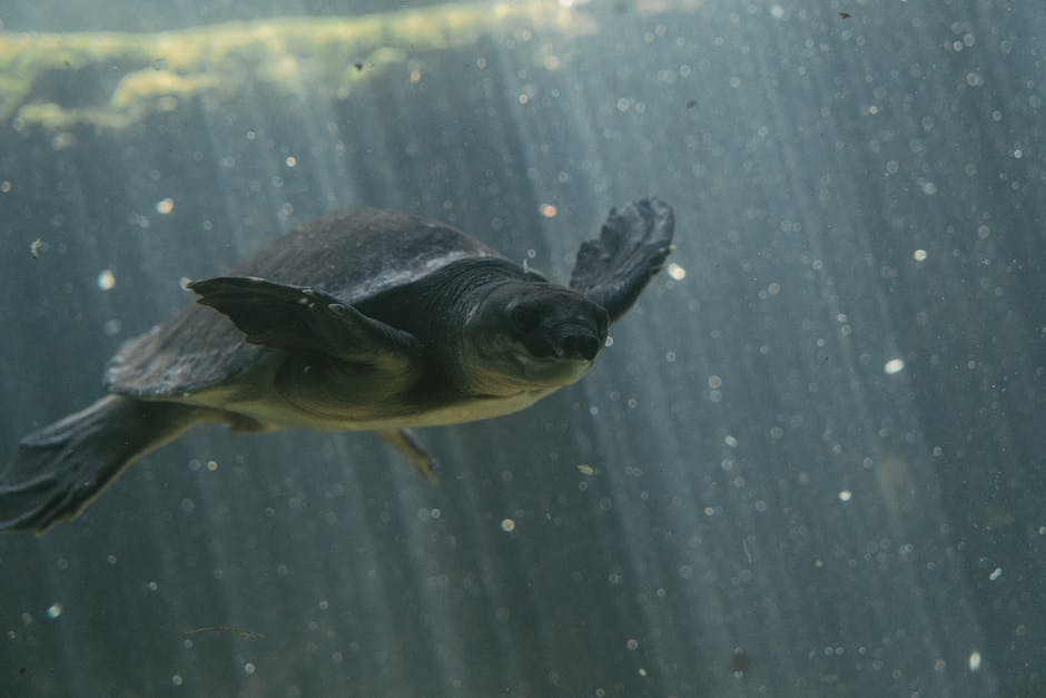  Wassertiere - Wie und wo legen Schildkröten ihre Eier ab?
